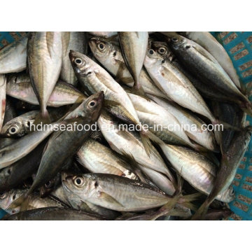 New Fish Horse Mackerel (14-18cm)